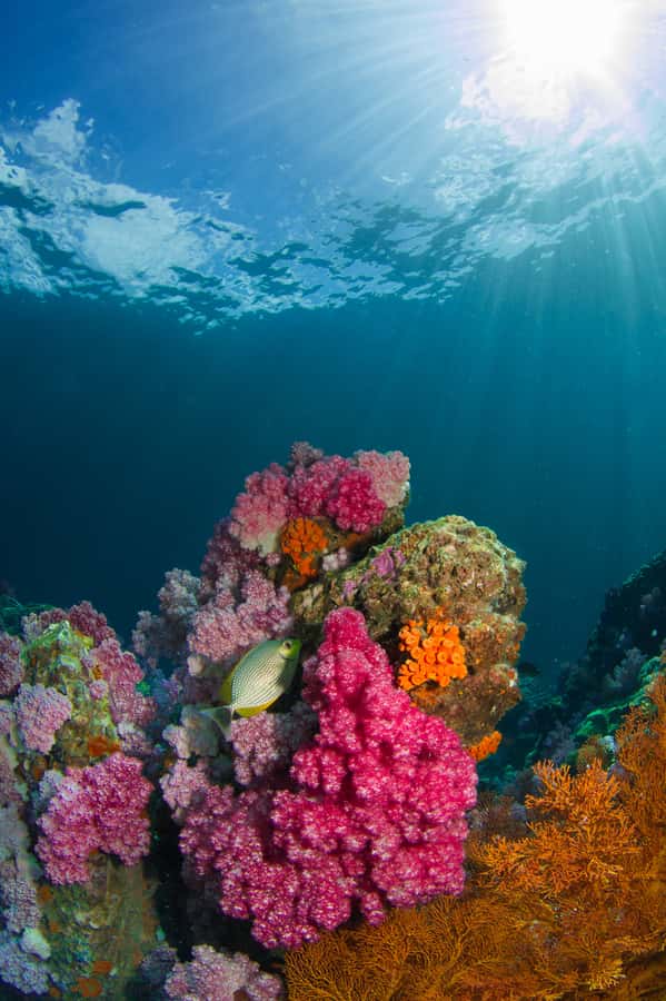 DSD Discover Scuba Diving for a beginner or Certified - Key points at a glance