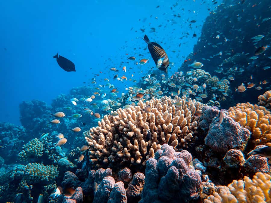 DSD Discover Scuba Diving for a beginner or Certified - Who will get the most from this experience?