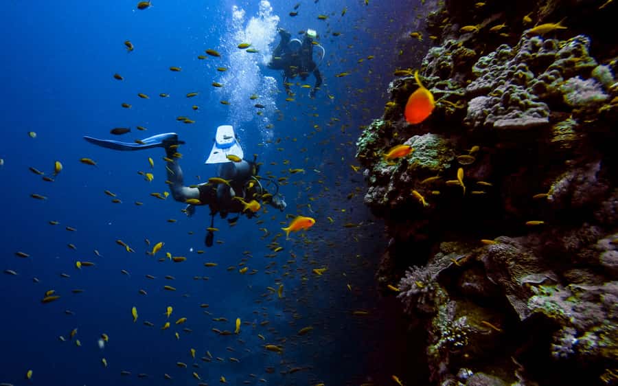 DSD Discover Scuba Diving for a beginner or Certified - What this Aqaba shore experience really offers