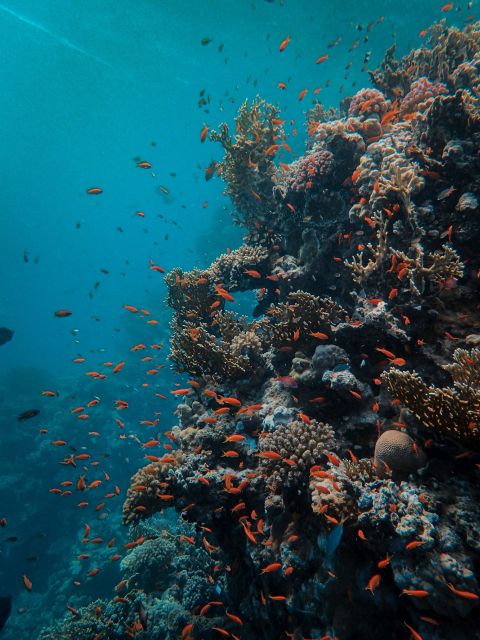 DSD Discover Scuba Diving for a beginner or Certified - What is included, and what you still need