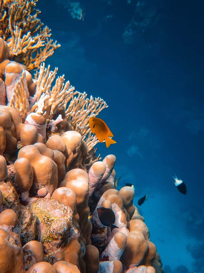 DSD Discover Scuba Diving for a beginner or Certified - Safety, access, and environmental care