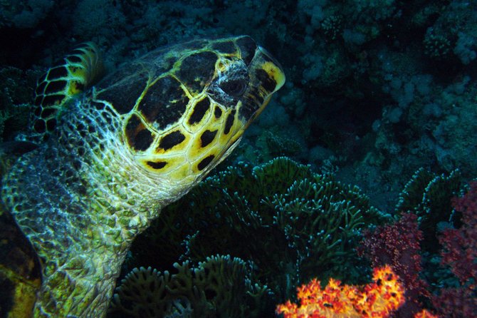 DSD "Discover Scuba Diving" (Min Age 10 Years) - Meeting at Aquamarina and Sea Breeze Company