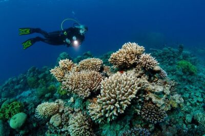 DSD “Discover Scuba Diving” (Min Age 10 Years)