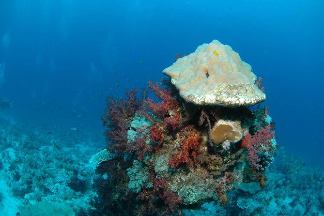 DSD "Discover Scuba Diving" (Min Age 10 Years) - Is the $117.95 price fair?