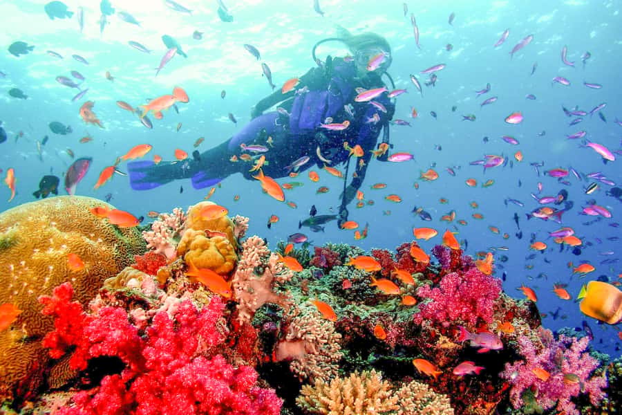 Dubai: PADI Open Water 18-Meter Diving Certification - Starting with online theory at home