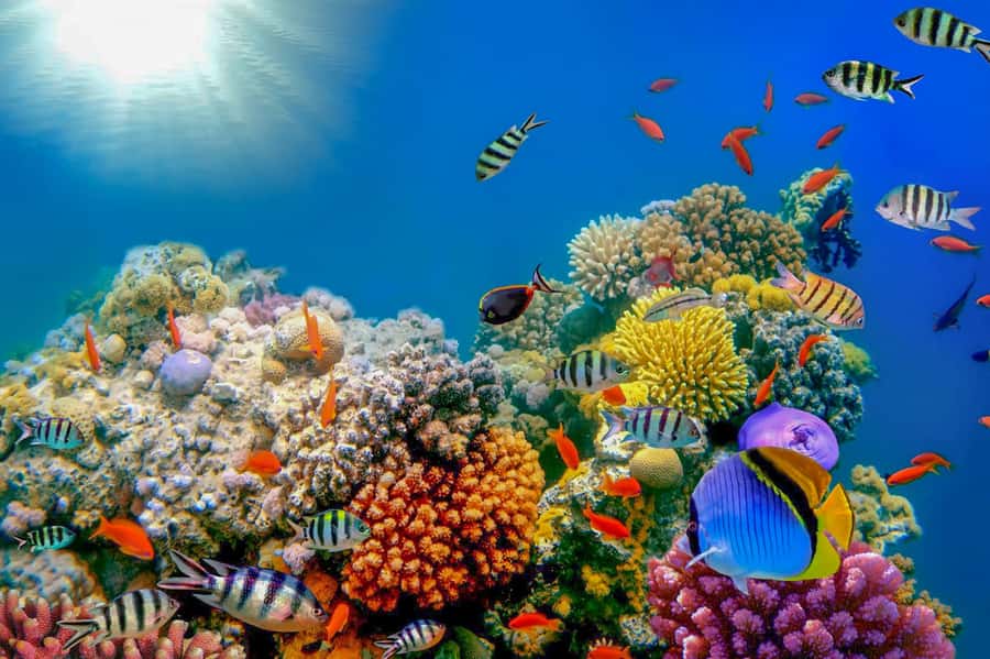 Dubai: PADI Open Water 18-Meter Diving Certification - The first practical class: learning in confined water