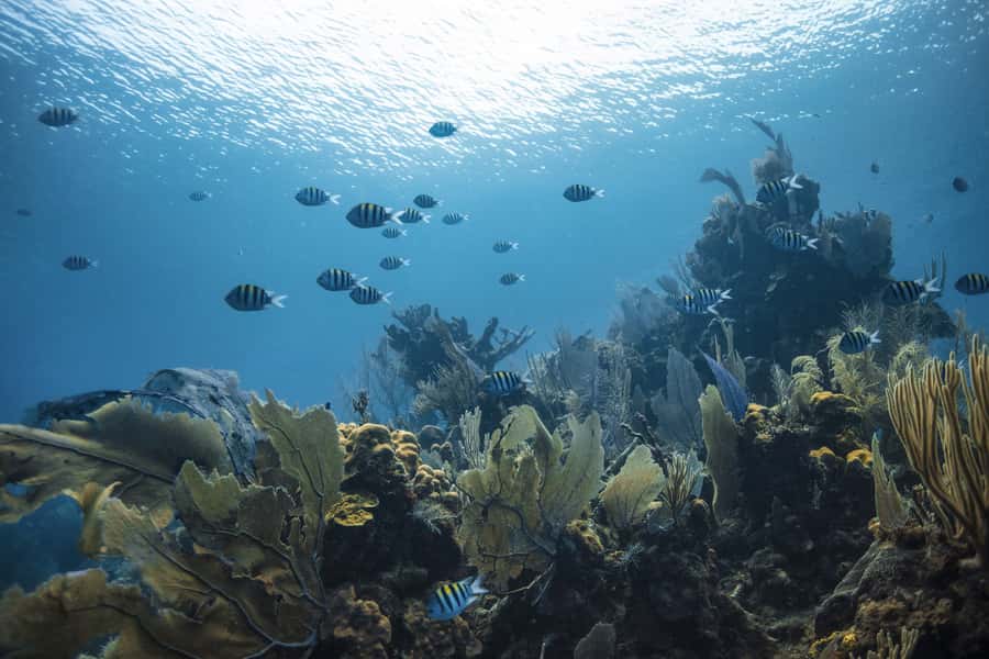 Dubai: PADI Open Water 18-Meter Diving Certification - Tips for getting more from the course