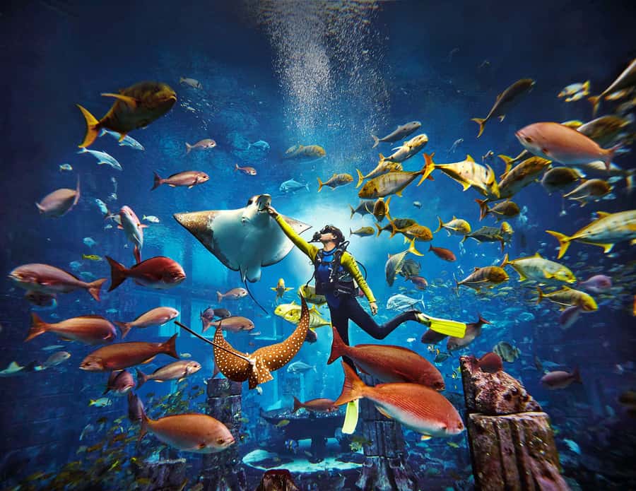 Dubai: The Lost Chambers Aquarium Atlantis Diving Experience - Key points to know