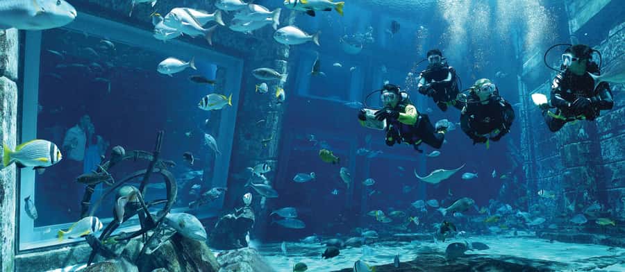 Dubai: The Lost Chambers Aquarium Atlantis Diving Experience - Arriving at The Lost Chambers Aquarium