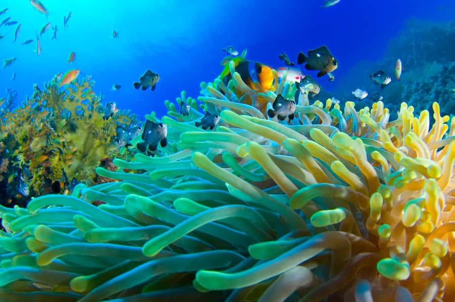 Dubai to Fujairah: First Scuba Diving + Transfer & BBQ - Your first underwater session in Dibba