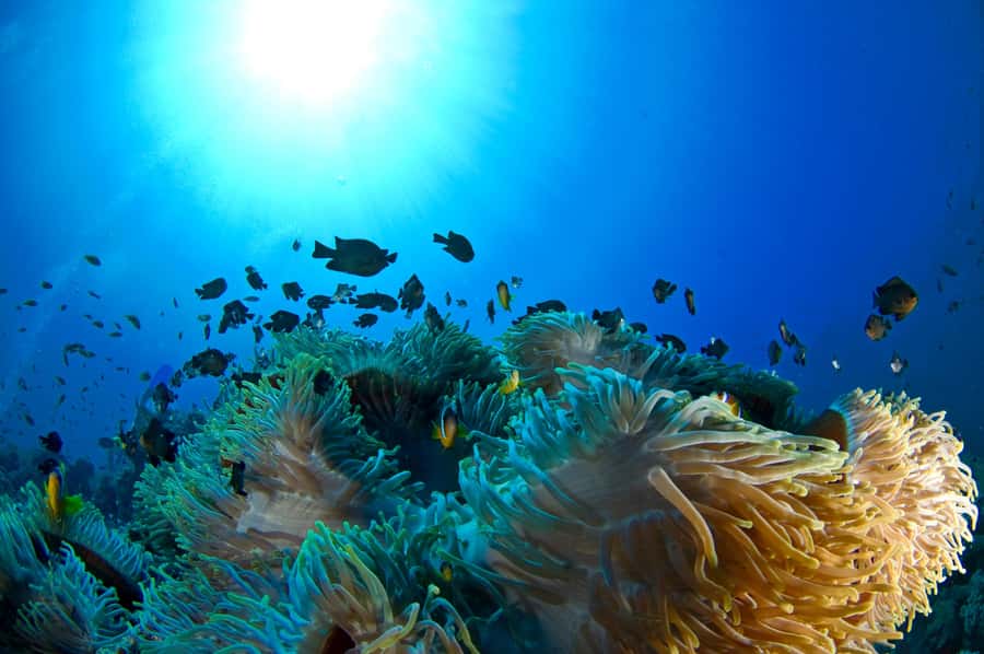 Dubai to Fujairah: First Scuba Diving + Transfer & BBQ - Khorfakkan Waterfall adds a short land break