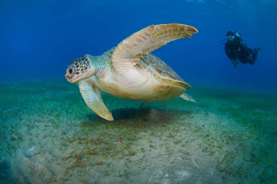 Dubai to Fujairah: First Scuba Diving + Transfer & BBQ - Is $163 a fair price?