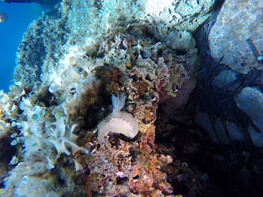 Dubrovnik: 1-Day Discover Scuba Diving Course - Key points at a glance