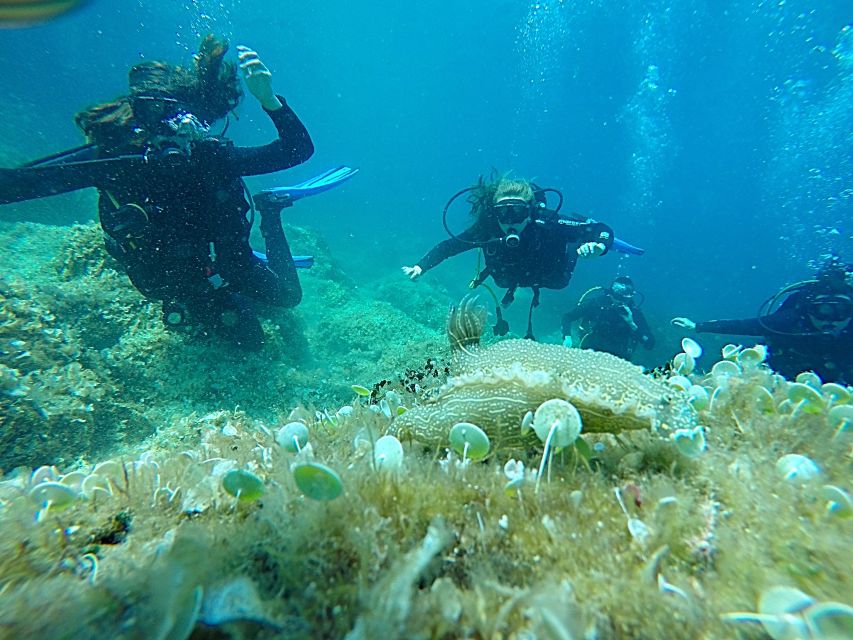 Dubrovnik: 1-Day Discover Scuba Diving Course - Two sessions in the Adriatic
