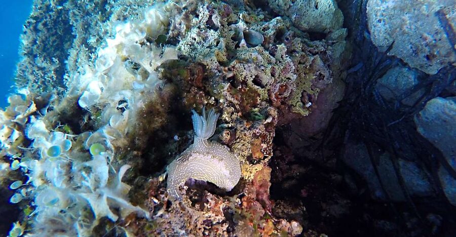 Dubrovnik: 1-Day Discover Scuba Diving Course - The briefing makes the first descent easier