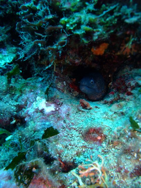 Dubrovnik: 1-Day Diving Package - Key points to know before you book