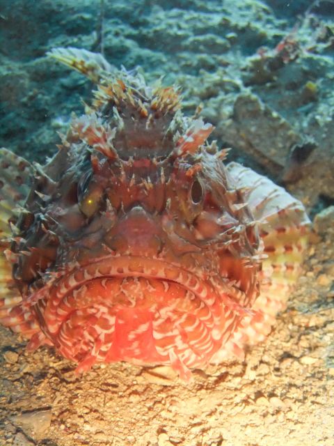 Dubrovnik: 1-Day Diving Package - Who should book this day underwater