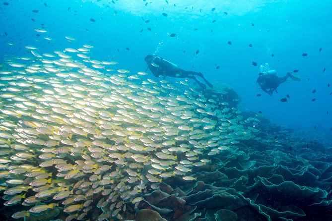 Easy Fun Scuba Dive in El Nido - Three underwater sites around Bacuit Bay