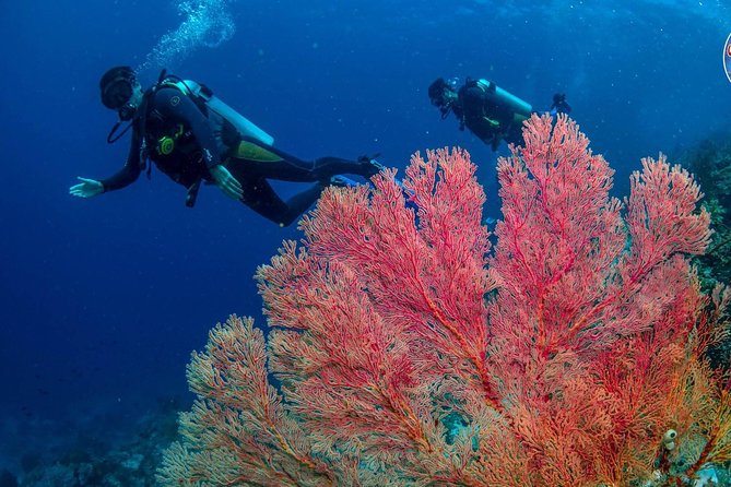 Easy Fun Scuba Dive in El Nido - Who will get the most from this outing
