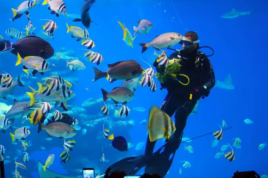 Eilat: Intro to Diving with Certified Instructor - The 15 to 20-minute briefing is time well spent
