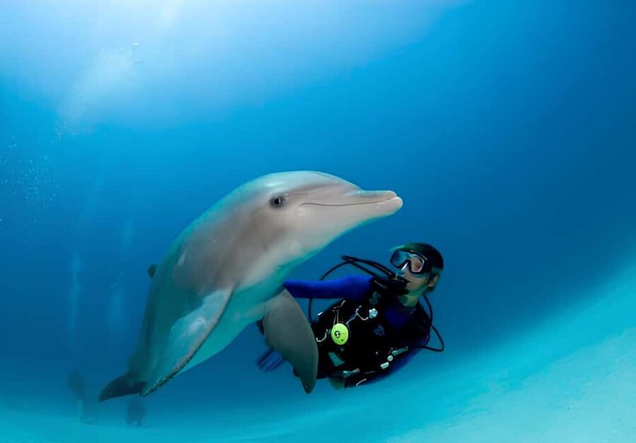 El Gouna Lagoon, Diving with Dolphin, Snorkeling & Lunch - Who Will Enjoy This Most