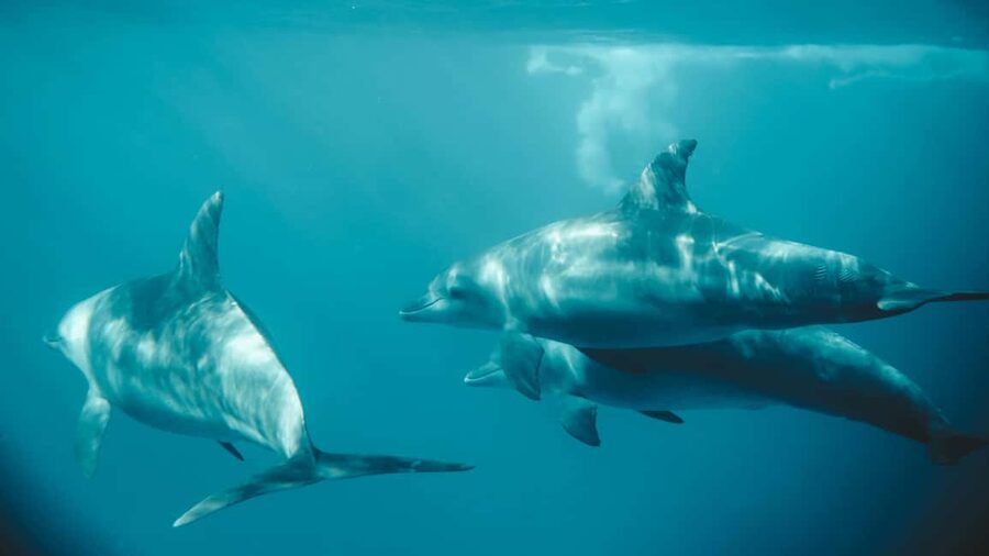El Gouna Lagoon, Diving with Dolphin, Snorkeling & Lunch - Small Preparations That Make a Big Difference