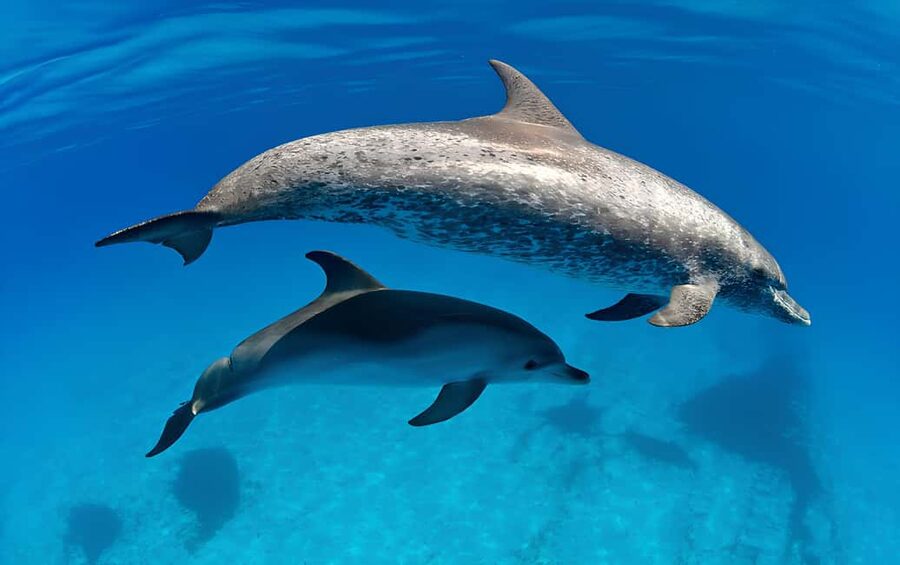 El Gouna Lagoon, Diving with Dolphin, Snorkeling & Lunch - Should You Book This El Gouna Boat Trip?