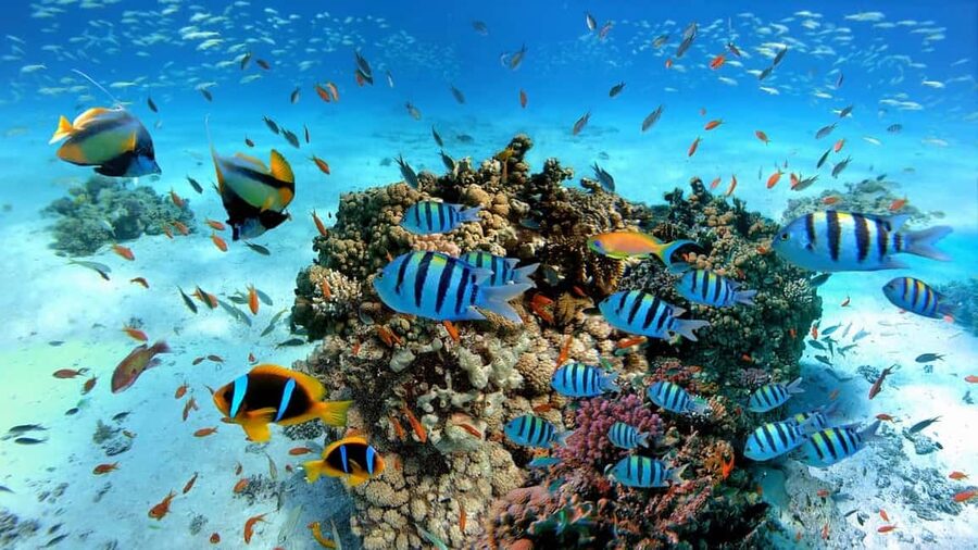 El Gouna Lagoon, Diving with Dolphin, Snorkeling & Lunch - A Boat Lunch Worth Planning Around