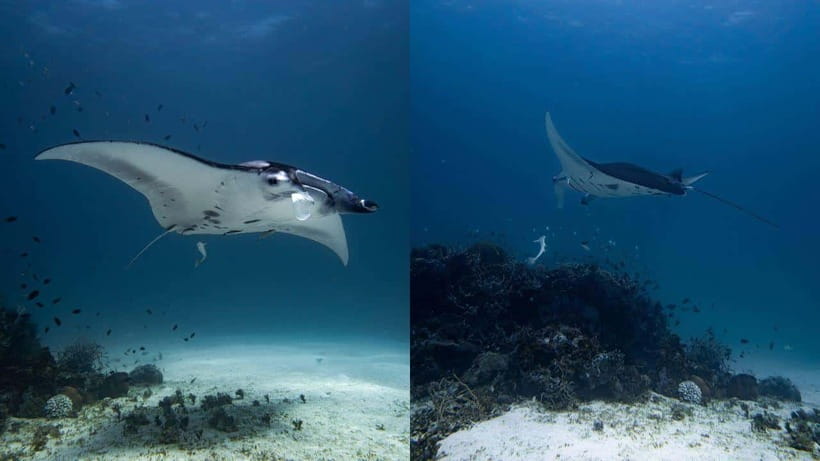 El Nido: Discover Scuba Diving with Manta Rays in Sibaltan - Key points to know before booking