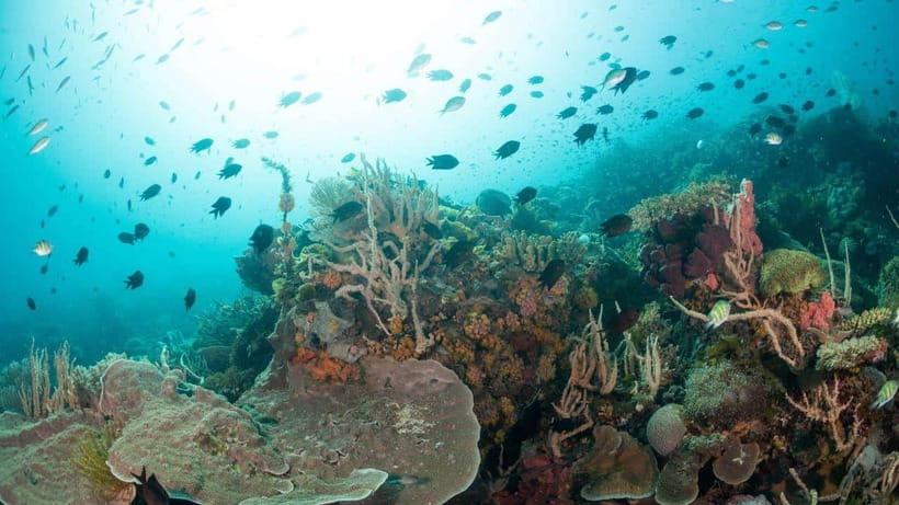 El Nido: Discover Scuba Diving with Manta Rays in Sibaltan - The manta cleaning station reaches 12 meters
