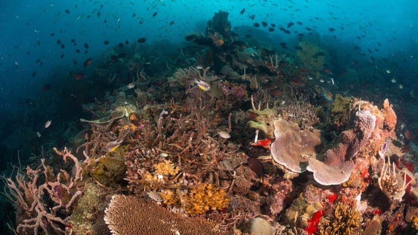 El Nido: Discover Scuba Diving with Manta Rays in Sibaltan - Who will get the most from this experience