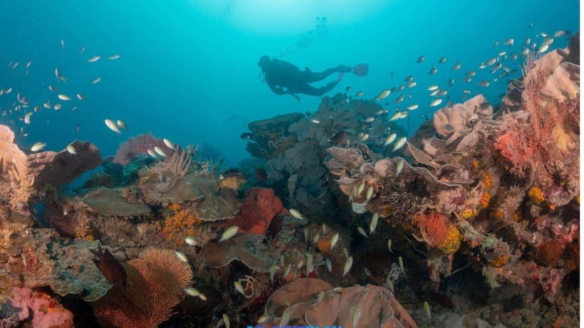 El Nido: Discover Scuba Diving with Manta Rays in Sibaltan - Small details that can improve your day