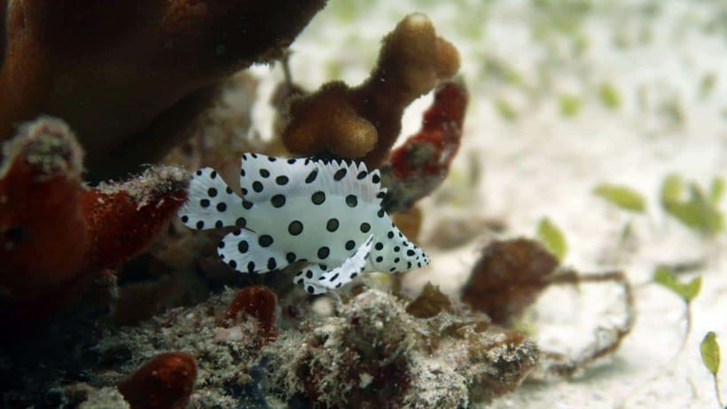 El Nido: Discover Scuba Diving with Manta Rays in Sibaltan - Should you book the Sibaltan manta experience?