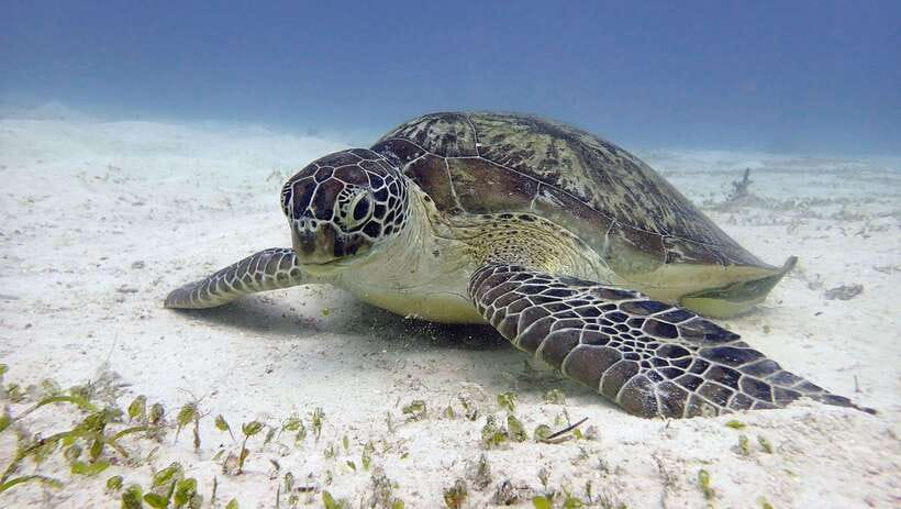El Nido: Manta Ray Diving Experience in Sibaltan - Brunch between the two underwater sessions