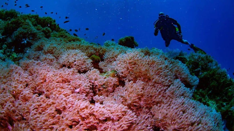 El Nido: Manta Ray Diving Experience in Sibaltan - Who should book this Sibaltan outing