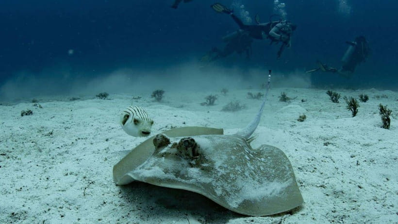El Nido: Manta Ray Diving Experience in Sibaltan - Timing the trip and managing expectations