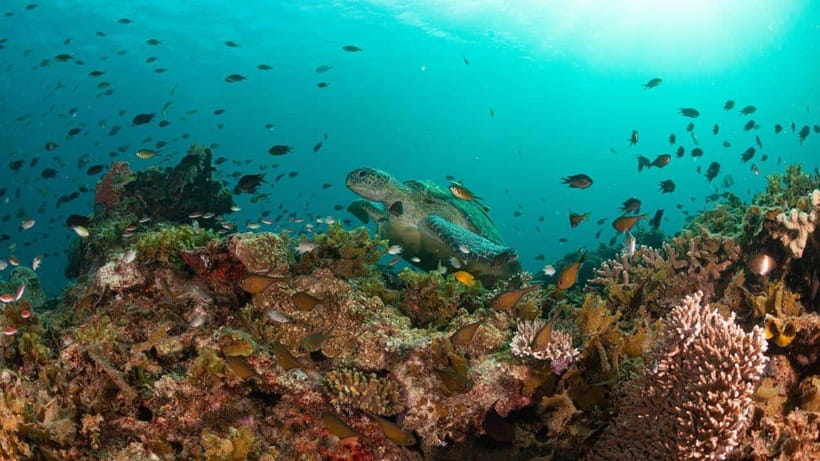 El Nido: Manta Ray Diving Experience in Sibaltan - Should you book the Manta Ray Experience in Sibaltan?
