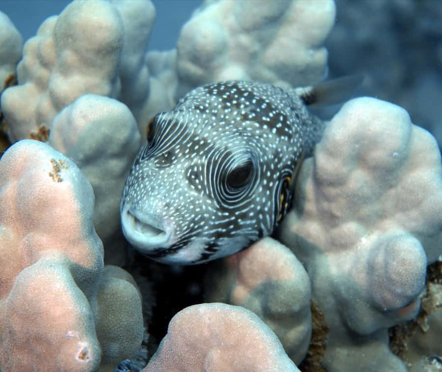 El Quseir: Red Sea Diving - Reefs, Caves & Marine Wildlife - Key points before you book