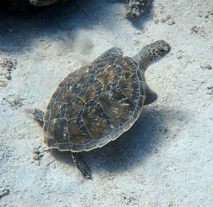 El Quseir: Red Sea Diving - Reefs, Caves & Marine Wildlife - Reaching Serib Kebir Reef from El Quseir