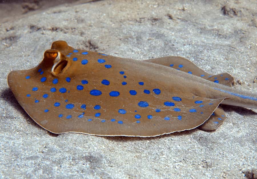 El Quseir: Red Sea Diving - Reefs, Caves & Marine Wildlife - First views of the coral gardens