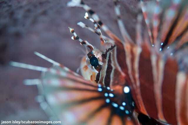 Enjoy 3 Fun Dives in Kota Kinabalu | Certified Divers - Meeting at DBKK Jetty at 8:45