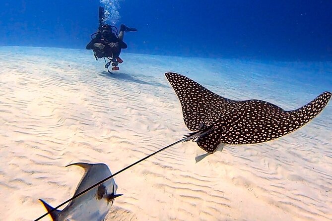 Enjoy two dives without previous experience with a boat trip - Meeting at Marina Cozumel ASIPONA at 9:30 a.m.