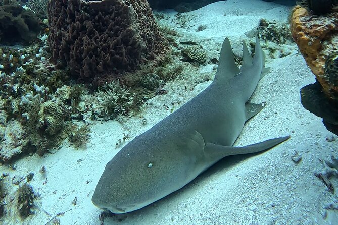 Enjoy two dives without previous experience with a boat trip - A simple meal between the two sessions