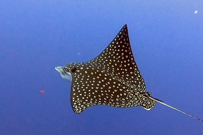 Enjoy two dives without previous experience with a boat trip - The second reef brings a different chance to look around