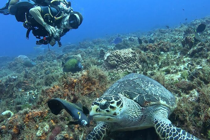 Enjoy two dives without previous experience with a boat trip - What $227.43 buys you