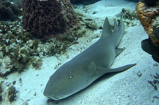 Enjoy two dives without previous experience with a boat trip - Photos, personal service, and what not to expect