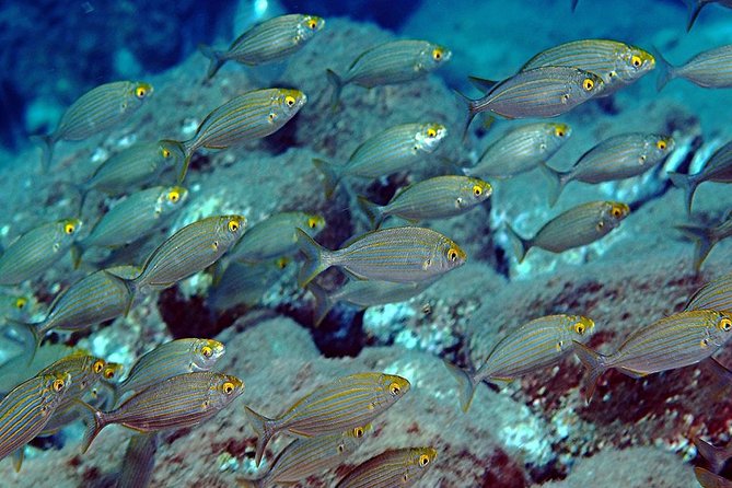Exciting PADI Discover Scuba Diving Experience Isola Bella Marine Park Taormina - The first session stays at a manageable 6 meters