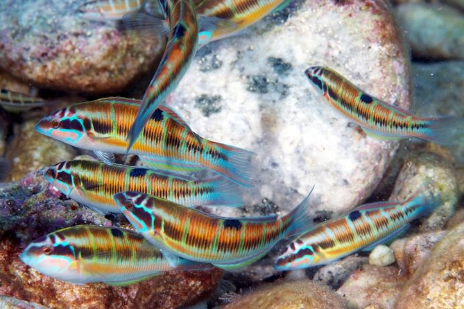 Exciting PADI Discover Scuba Diving Experience Isola Bella Marine Park Taormina - The second session reaches 12 meters