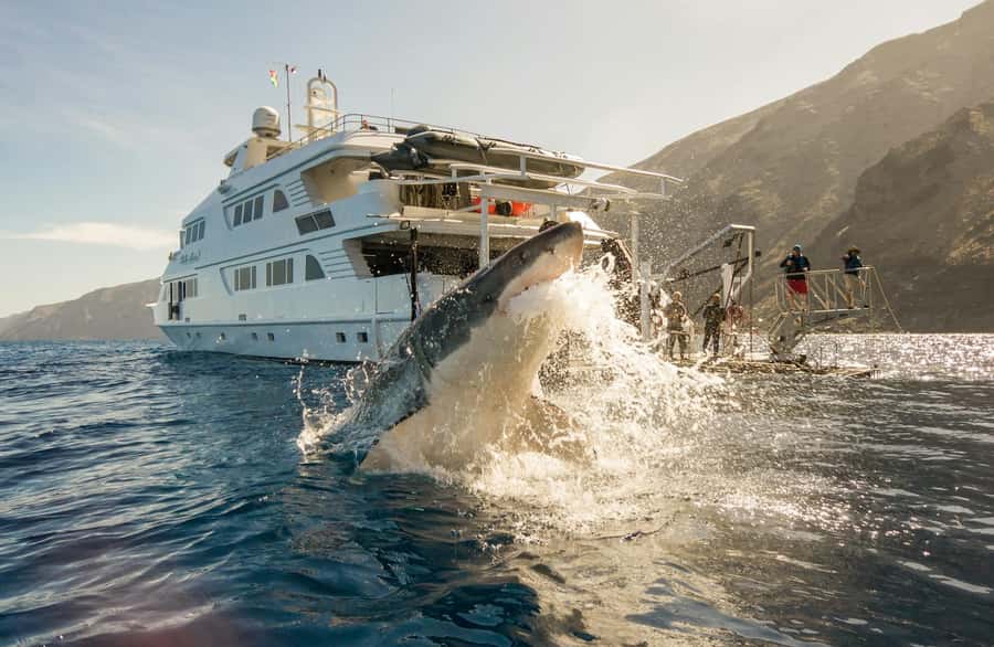 Exhilarating Shark Cage Diving Experience in Cape Town - Why this Cape Town shark encounter takes all day