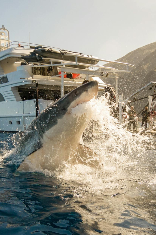 Exhilarating Shark Cage Diving Experience in Cape Town - Conservation gives the close encounter more meaning